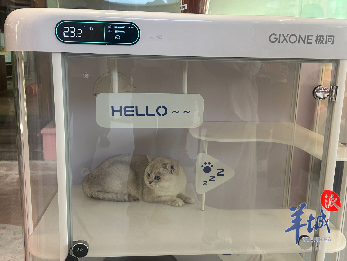 九游体育：让“毛孩子”轻松飞！全国首个宠物航站楼亮相广州白云机场(图4)