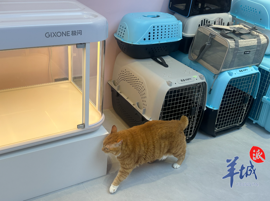 九游体育：让“毛孩子”轻松飞！全国首个宠物航站楼亮相广州白云机场(图5)