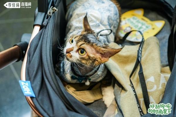 美腕打造宠物友好直播间：从选品策略传递科学养宠理念(图5)