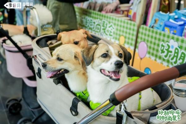 美腕打造宠物友好直播间：从选品策略传递科学养宠理念(图4)