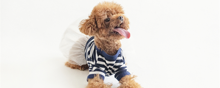 自制狗粮配方 自制营养狗粮四种配方介绍(图2)