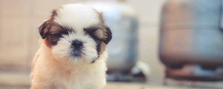 自制狗粮配方 自制营养狗粮四种配方介绍(图4)