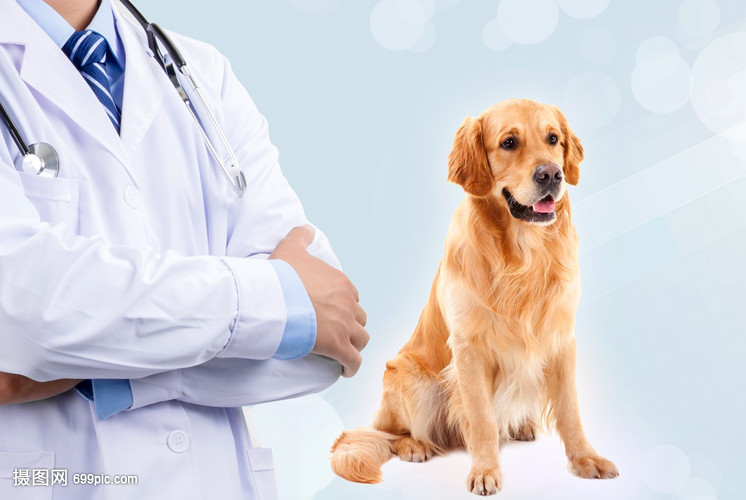 九游app：揭秘：宠物狗的健康秘籍让你的毛孩活得更长寿(图1)
