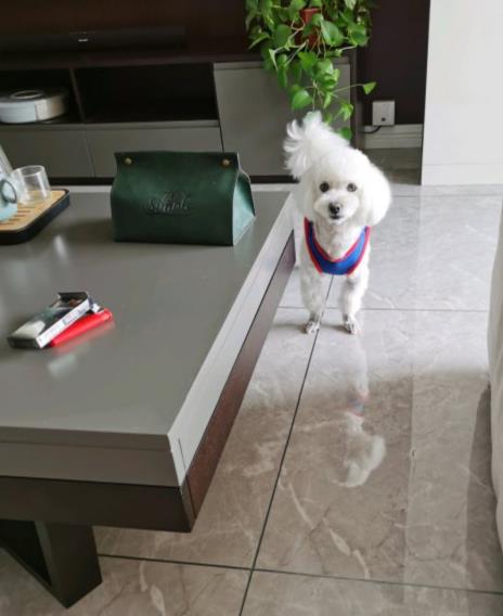 狗粮哪个牌子好？狗粮测评好吃、健康营养的馋不腻(图3)