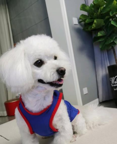 狗粮哪个牌子好？狗粮测评好吃、健康营养的馋不腻(图4)