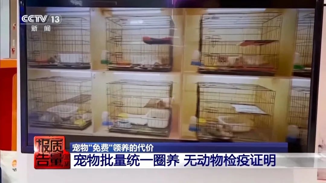 “免费送猫”背后的天价陷阱(图9)