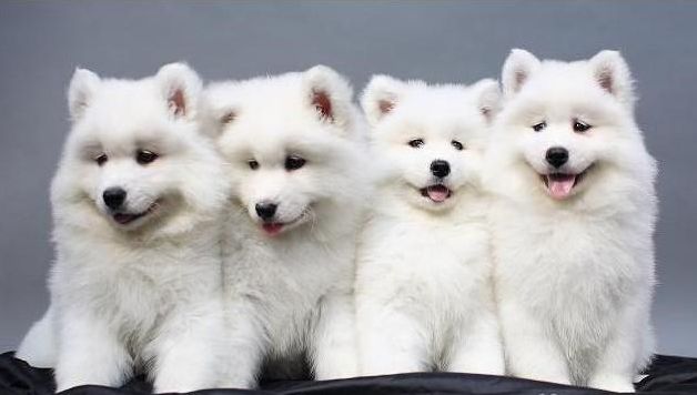 九游app：健康饲养宠物是很重要的(图3)