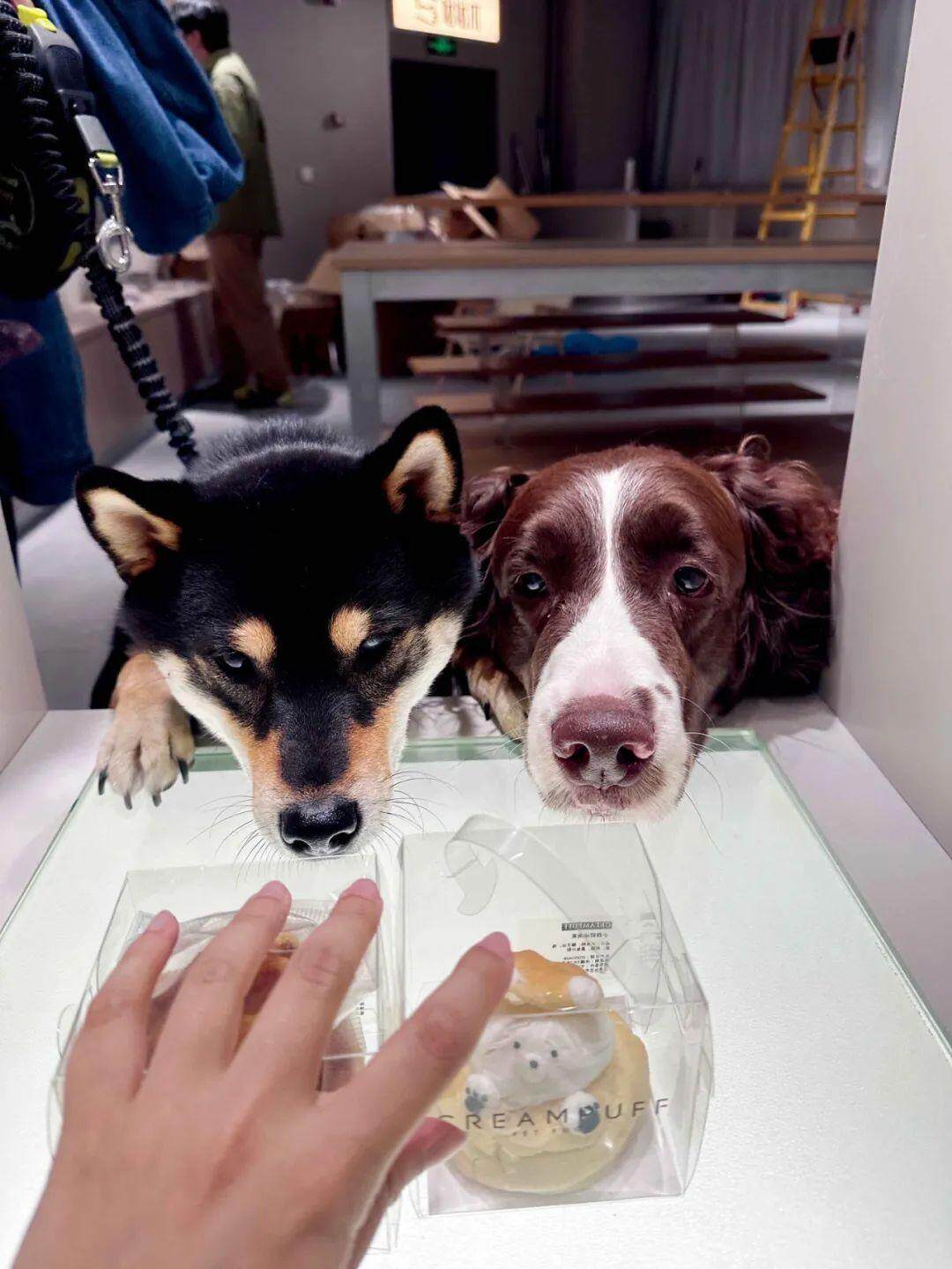 宠物店跑路越来越多(图3)