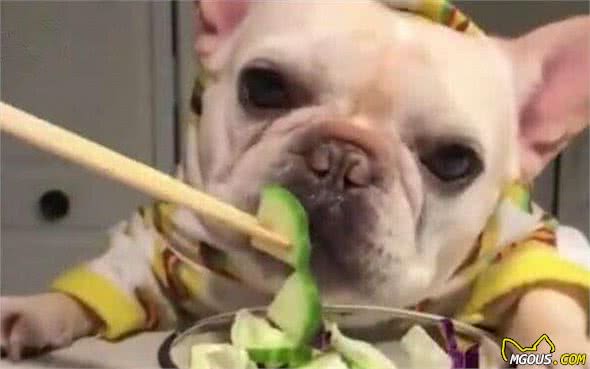 九游官网入口：养狗小知识：狗狗是否健康就看这5点(图3)