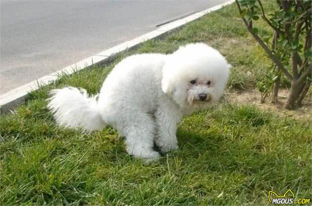 九游官网入口：养狗小知识：狗狗是否健康就看这5点(图2)