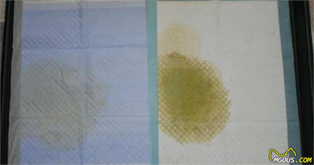 九游官网入口：养狗小知识：狗狗是否健康就看这5点(图4)