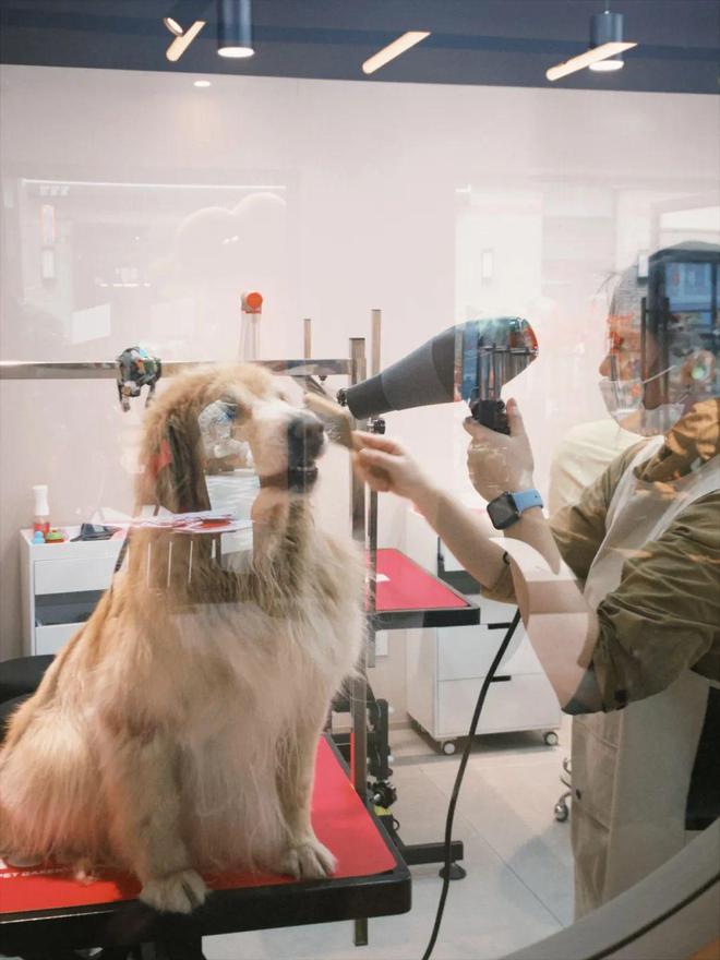 九游体育：对话Wagtopia：基于宠物人们自然生长出社群(图5)