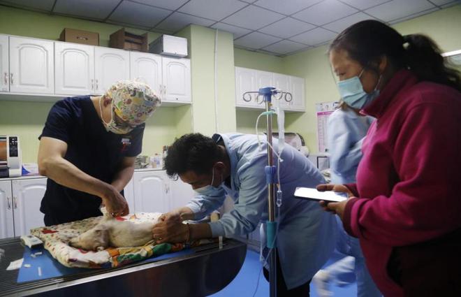 宠物经济：持续升温背后的动因(图3)