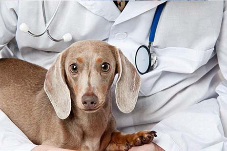 九游app：健合集团Solid Gold素力高携科学营养矩阵亮相它博会 引领宠物健康新趋势(图1)