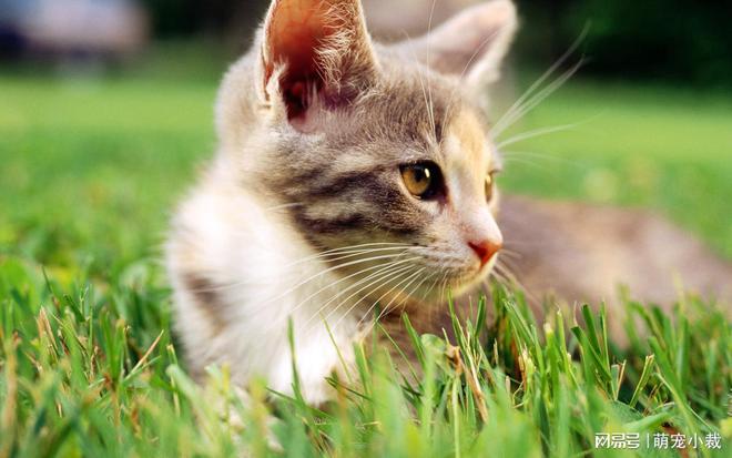 宠物猫的健康问题及预防措施：保护你的猫咪远离常见疾病(图3)