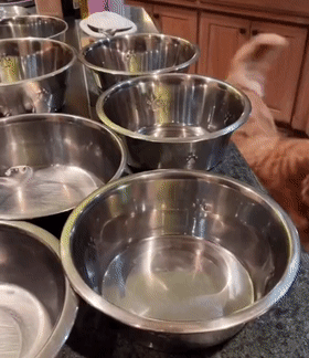 网友家里养了11只大金毛这日常…真的羡慕不来！(图2)