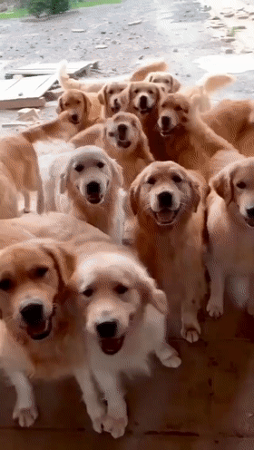 网友家里养了11只大金毛这日常…真的羡慕不来！(图3)