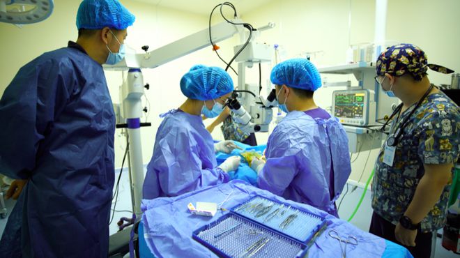 用专业呵护宠物眼睛健康新瑞鹏集团打造中国宠物眼科诊疗标杆(图4)