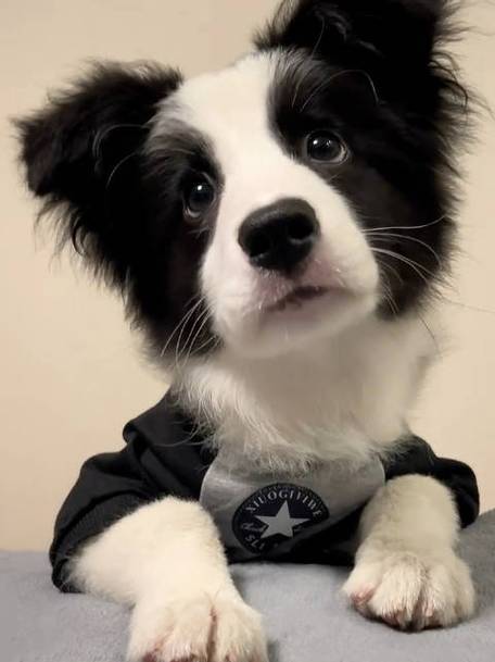 九游体育：边牧适合吃什么狗粮？这几个要点快记下来！(图3)