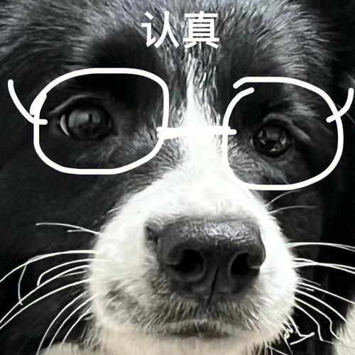 九游体育：边牧适合吃什么狗粮？这几个要点快记下来！(图2)