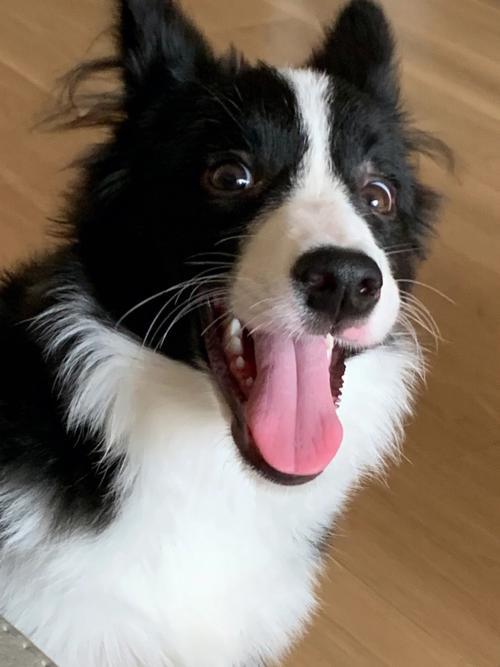 九游体育：边牧适合吃什么狗粮？这几个要点快记下来！(图5)