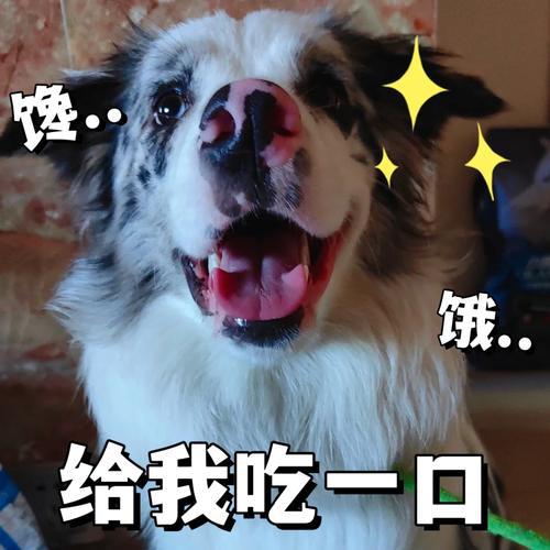 九游体育：边牧适合吃什么狗粮？这几个要点快记下来！(图4)