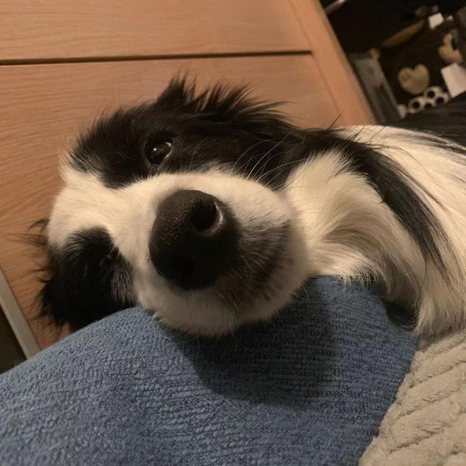 九游体育：边牧适合吃什么狗粮？这几个要点快记下来！(图7)