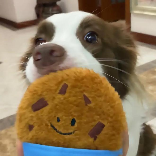 九游体育：边牧适合吃什么狗粮？这几个要点快记下来！(图6)