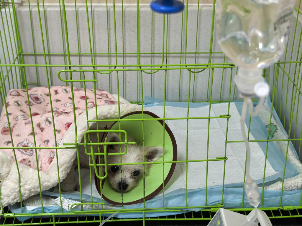 关注宠物经济｜宠物医疗为何频现“糊涂账”？(图2)