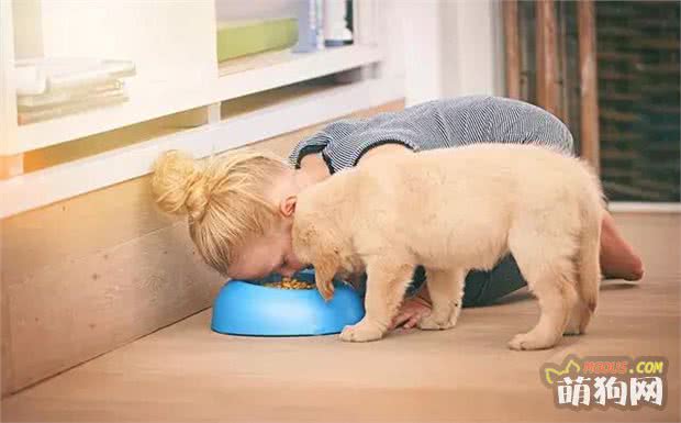 是不是在为挑选狗粮而烦恼？今天小编帮大家挑几样营养又实惠的！(图2)