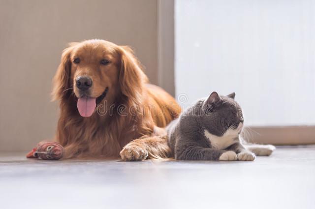 如何细心地照顾你的宠物？(图2)