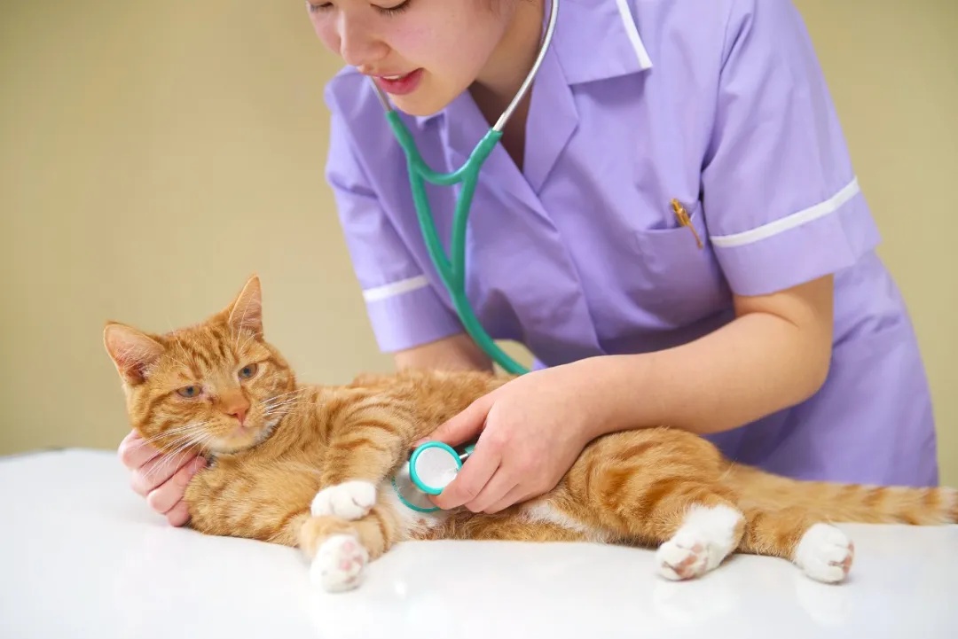 全国首个！宠物本科专业来了(图4)