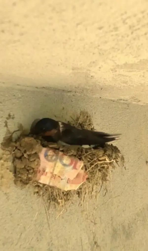 轻松一刻：小伙子你要撞大运啦！(图3)