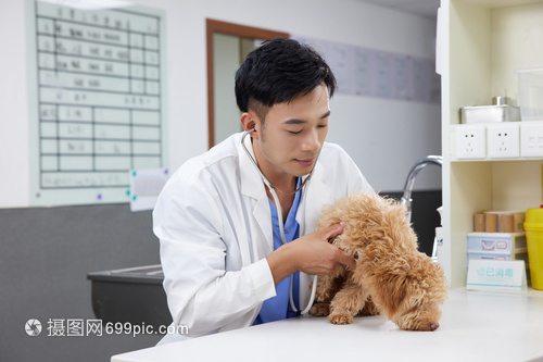 探访西安宠物殡葬业：正成为许多养宠人士“告别爱宠”的新选择(图1)