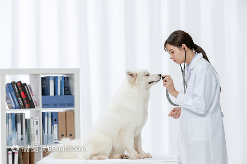 设立“宠物”本科专业可谓正当其时(图1)