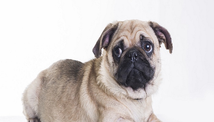 九游体育：狗粮自制简单方法 自制狗粮的好处(图2)