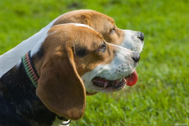 此狗狗流鼻涕能自愈吗？这些情况得先搞清楚(图4)