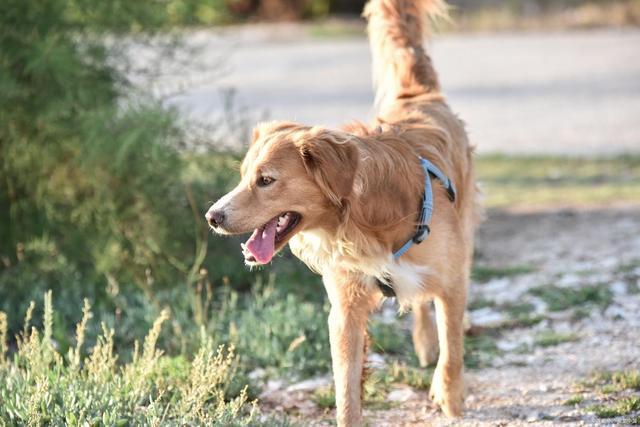 此狗狗流鼻涕能自愈吗？这些情况得先搞清楚(图3)