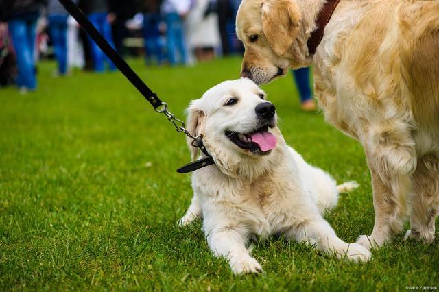 此狗狗流鼻涕能自愈吗？这些情况得先搞清楚(图5)