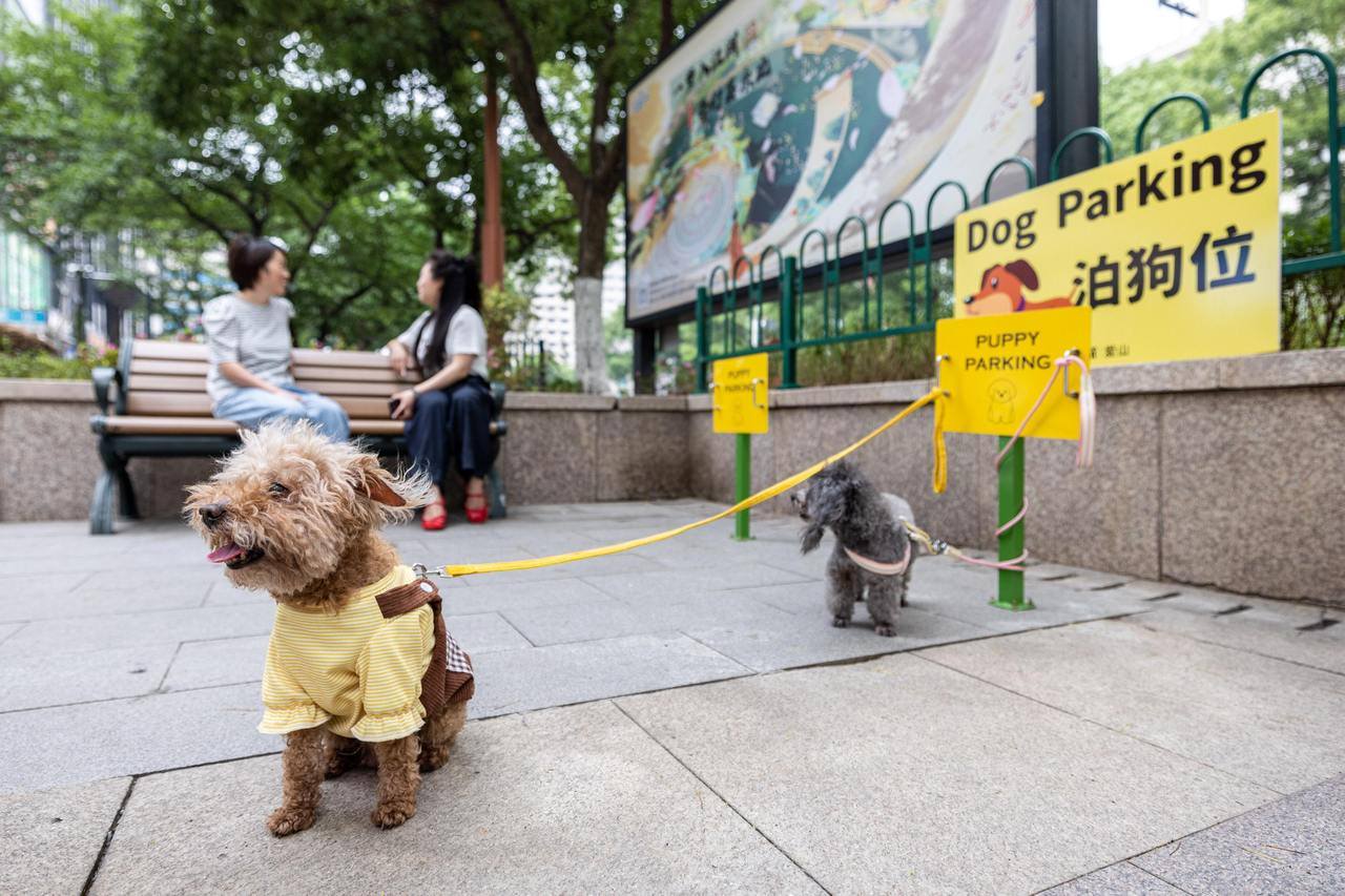 高校“宠物”专业是什么新物种？(图6)