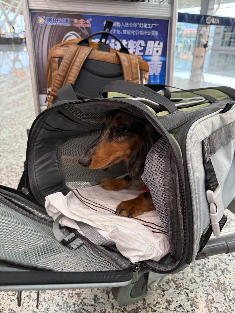 “携宠出行”新场景 贵州首只享“爱宠进客舱”服务宠物顺利出行(图1)