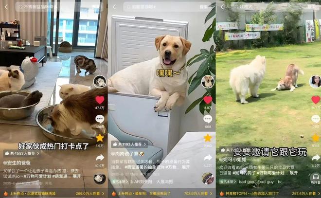 抖音「宠友联萌季」X「万物可爱计划50」将毛孩子“宠上天”(图5)