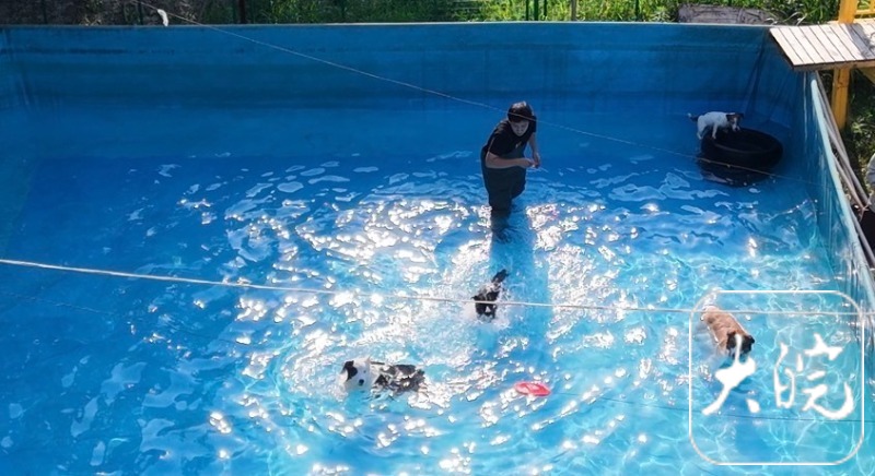 九游官网入口：专业宠物乐园成宠主社交新据点(图2)