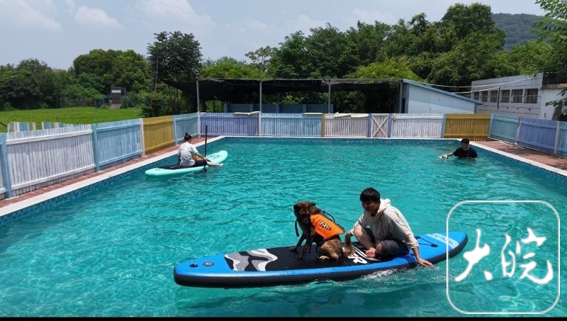 九游官网入口：专业宠物乐园成宠主社交新据点(图4)