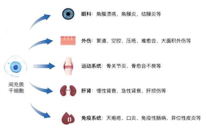 九游体育：神奇毛侠宠物干细胞毛孩子的保护侠(图2)