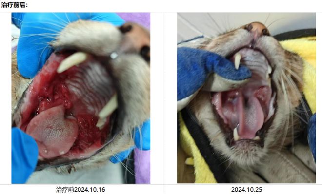 九游体育：神奇毛侠宠物干细胞毛孩子的保护侠(图5)