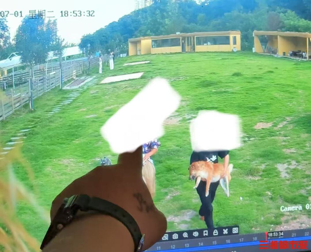 九游体育：长沙一柴犬在寄养店蹊跷死亡毛孩子的安全如何守护(图2)