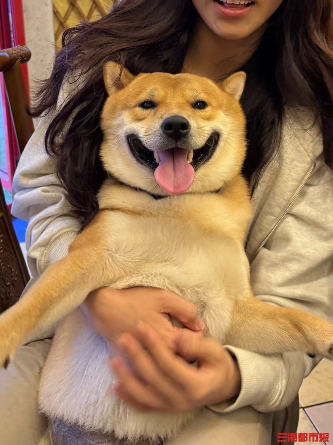 九游体育：长沙一柴犬在寄养店蹊跷死亡毛孩子的安全如何守护(图4)