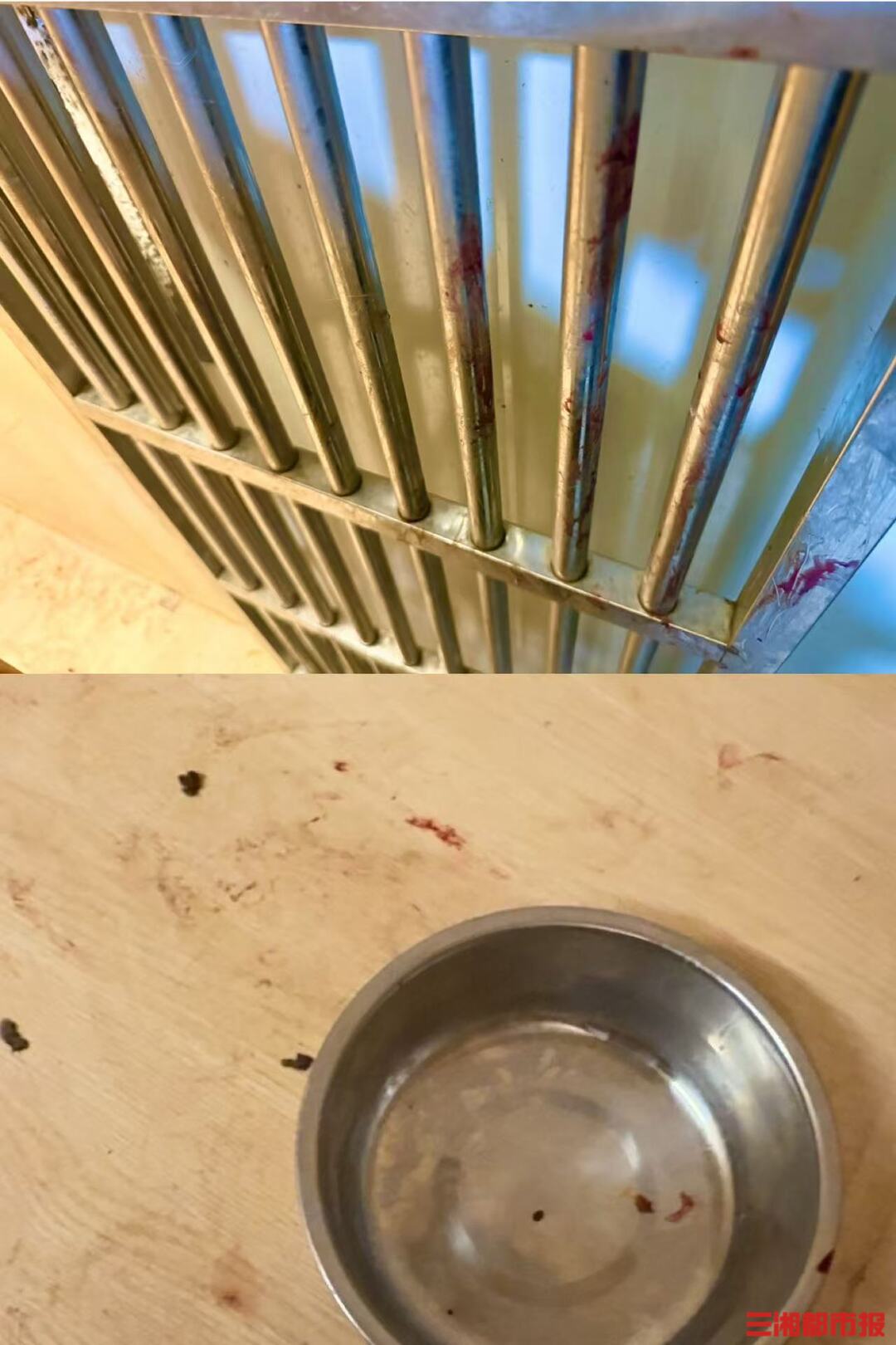 九游体育：长沙一柴犬在寄养店蹊跷死亡毛孩子的安全如何守护(图3)