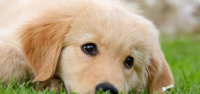 宠智灵AI大模型赋能宠物体检器：打造“拍照就能体检”的智能健康入口(图3)